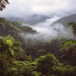 hutan dalam menjaga keseimbangan ekosistem