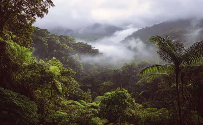 hutan dalam menjaga keseimbangan ekosistem